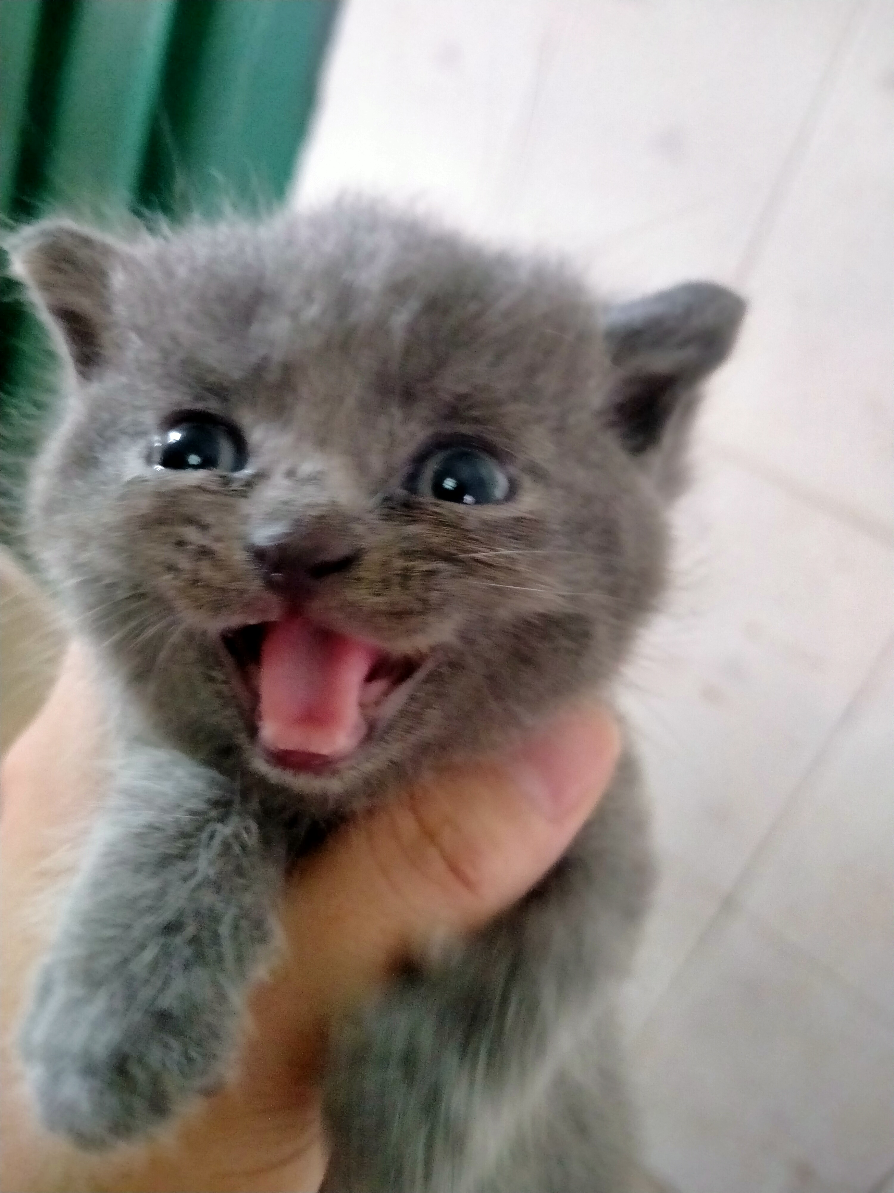 英短蓝猫